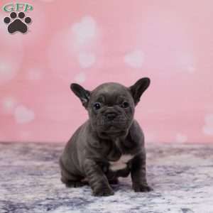 Kyra, Frenchton Puppy